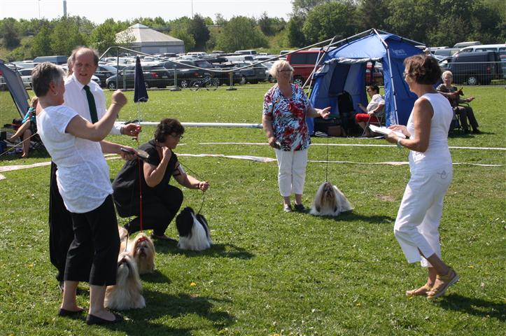 Shih Tzu Danmark